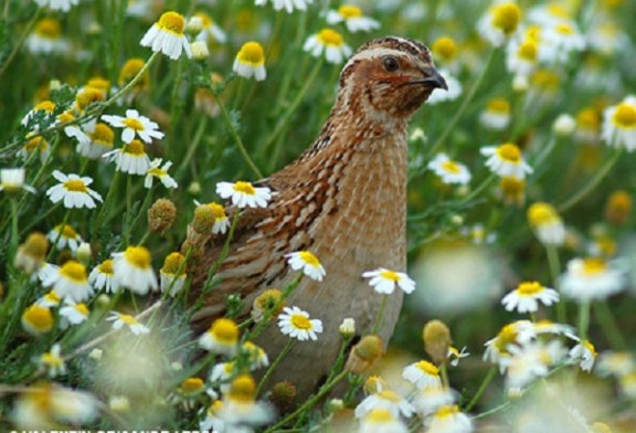 La primavera llena de vida la naturaleza (+ vídeo)