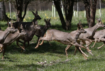 El Colegio de Biólogos declara que la caza no es sostenible y es un riesgo para la fauna