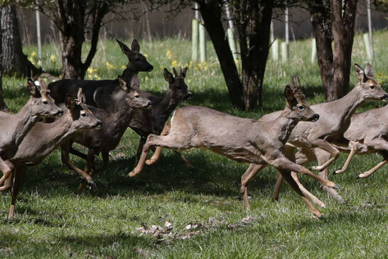 El Colegio de Biólogos declara que la caza no es sostenible y es un riesgo para la fauna