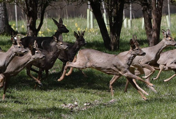 El Colegio de Biólogos declara que la caza no es sostenible y es un riesgo para la fauna