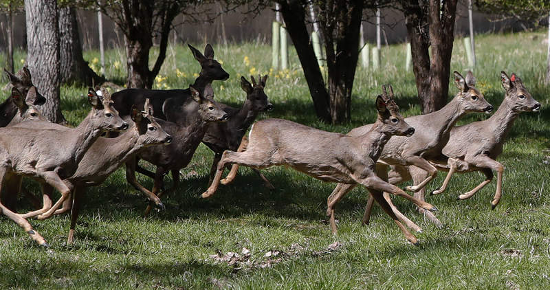 El Colegio de Biólogos declara que la caza no es sostenible y es un riesgo para la fauna