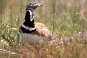 Las aves ligadas a medios agrarios desaparecen