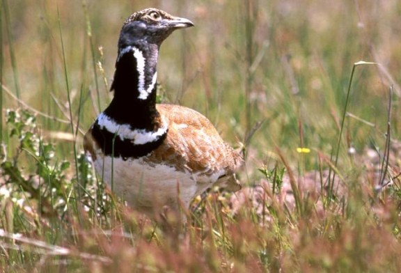 Las aves ligadas a medios agrarios desaparecen