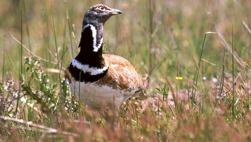 Las aves ligadas a medios agrarios desaparecen