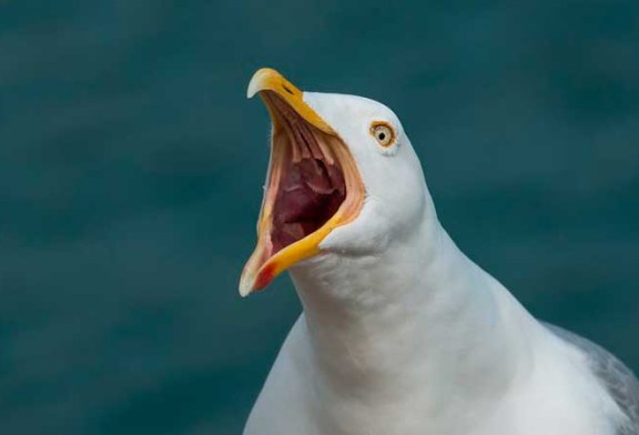 Gaviotas que comen perros (+ vídeo)