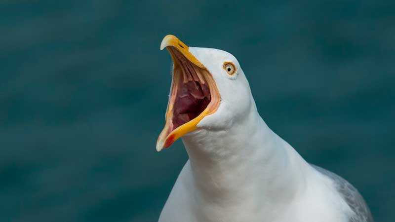 Gaviotas que comen perros (+ vídeo)