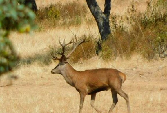 La Fundación Artemisan rechaza la tesis del Colegio de Biólogos de Castilla y León que defiende que “la caza no es sostenible”