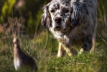 El perro requiere cuidados específicos para afrontar la media veda sin contratiempos