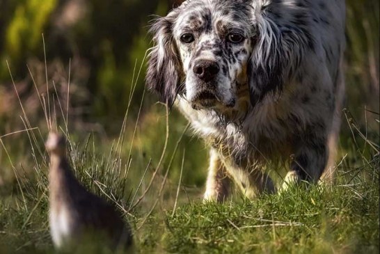 El perro requiere cuidados específicos para afrontar la media veda sin contratiempos