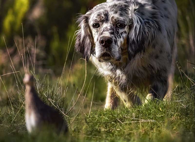 El perro requiere cuidados específicos para afrontar la media veda sin contratiempos