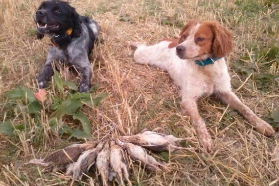 La media veda se mantiene en Castilla y León a pesar de los recursos judiciales