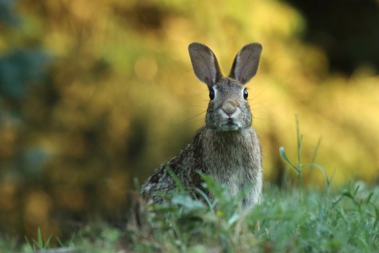 Ya hay 28 infectados por tularemia en Castilla y León y pronto serán muchos más: qué es y cómo se trata la fiebre de las liebres