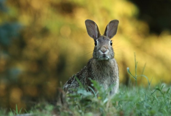 Ya hay 28 infectados por tularemia en Castilla y León y pronto serán muchos más: qué es y cómo se trata la fiebre de las liebres