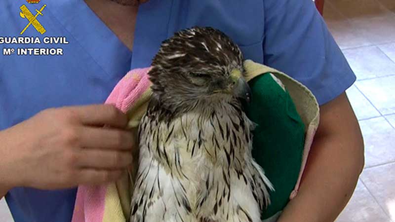 La Guardia Civil encuentra más de un centenar de aves electrocutadas en la ‘Operación fulgor’