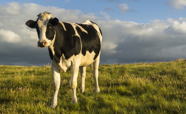Metano y humanos: El mito vegano de qué las vacas están matando el planeta
