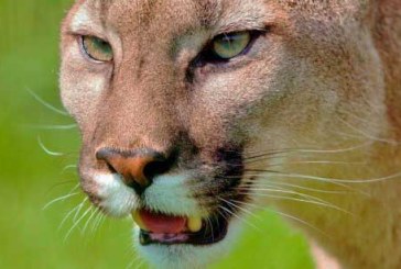 VIDEO: Una mujer se salva de ser atacada por un puma gracias a una canción de Metallica