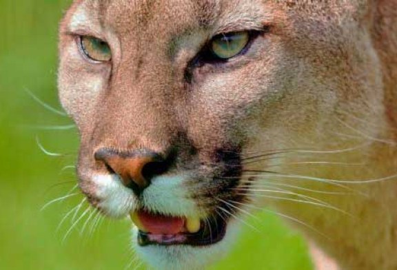 VIDEO: Una mujer se salva de ser atacada por un puma gracias a una canción de Metallica