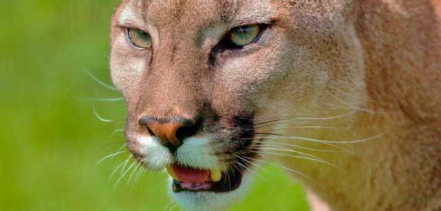 VIDEO: Una mujer se salva de ser atacada por un puma gracias a una canción de Metallica