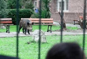 Los jabalíes “toman” Basauri