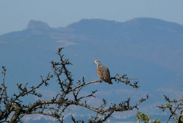 Artemisan alerta del riesgo de la declaración de la tórtola como especie vulnerable