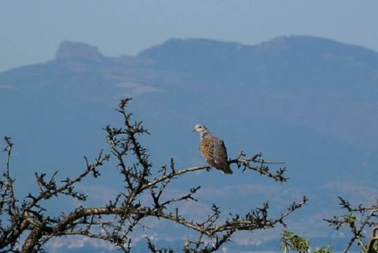 Artemisan alerta del riesgo de la declaración de la tórtola como especie vulnerable