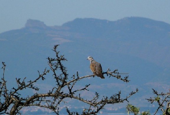 Artemisan alerta del riesgo de la declaración de la tórtola como especie vulnerable