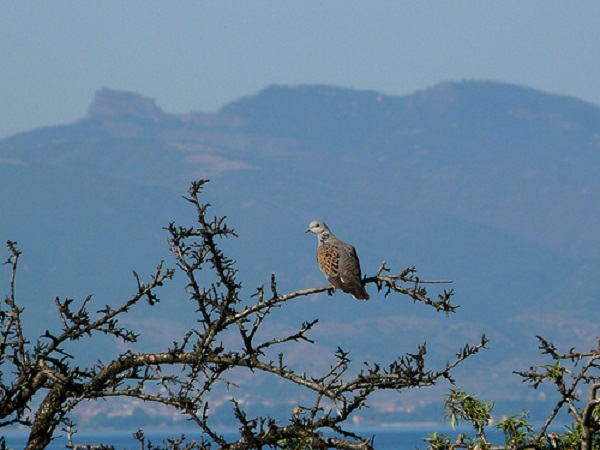 Artemisan alerta del riesgo de la declaración de la tórtola como especie vulnerable