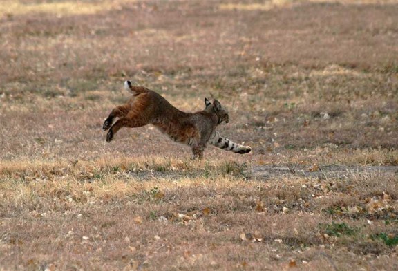 ¡Bienvenidos linces!