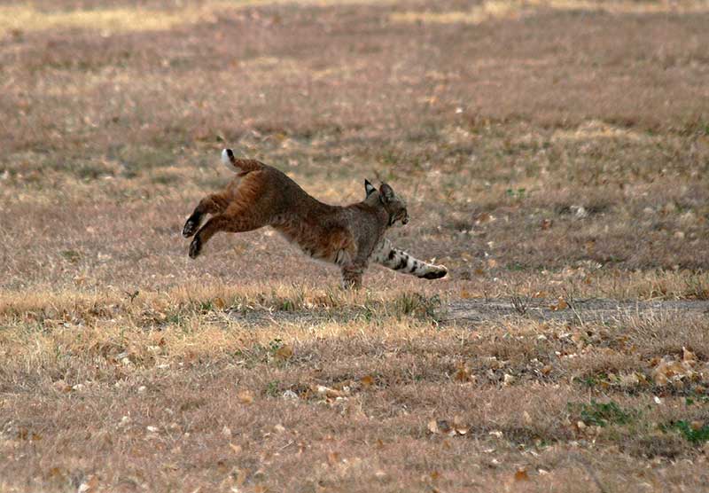 ¡Bienvenidos linces!