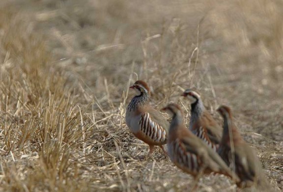 Preocupación por la disminución de aves ligadas a medios agrarios