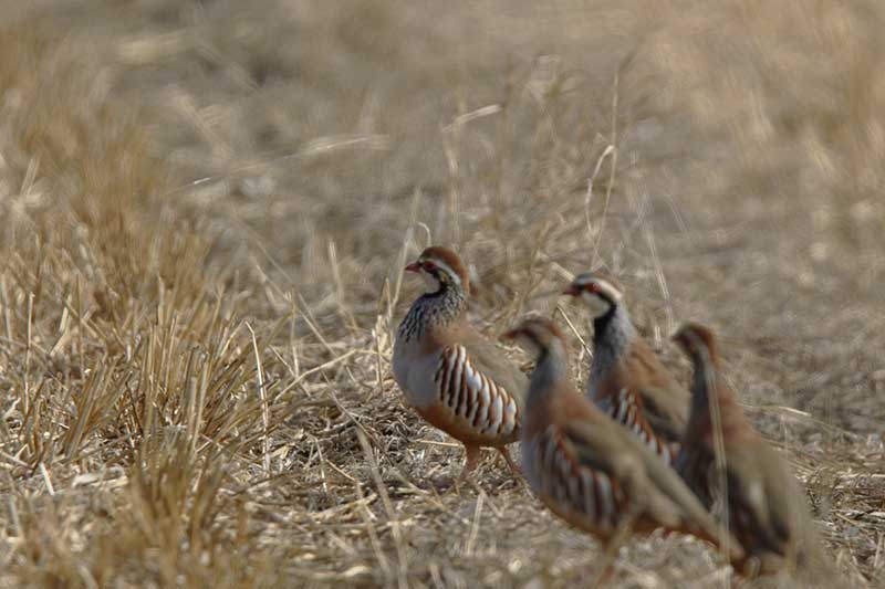 Preocupación por la disminución de aves ligadas a medios agrarios