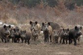 La caza es insuficiente para paliar el exceso de poblaciones de jabalíes en Euskadi