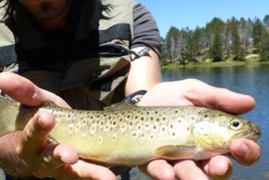 Consejos pesca de primavera en alta montaña