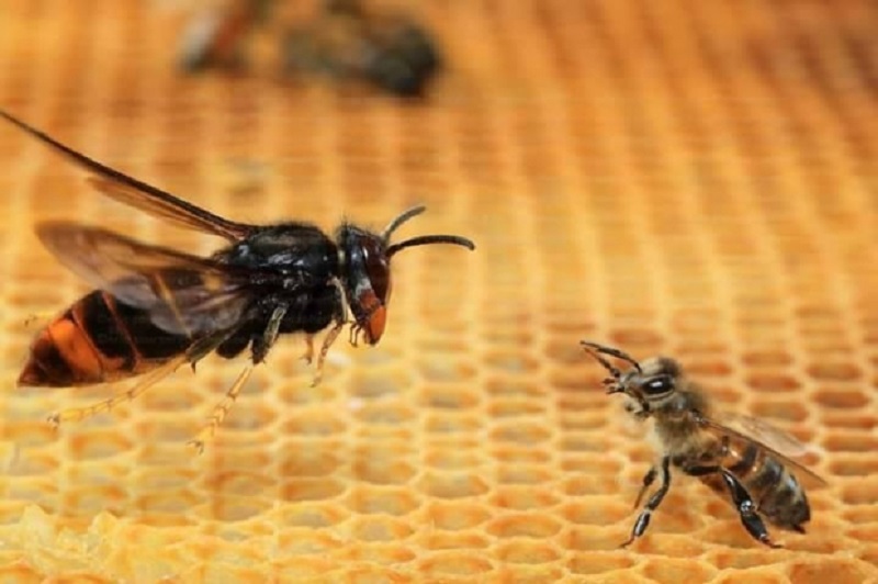 Todo apunta a que hemos dado con un depredador de la velutina