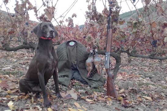 Hoy se desveda la caza menor en Castilla y León