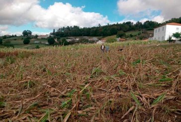 Agricultores proponen en Galicia la contratación de cazadores profesionales para cazar jabalíes