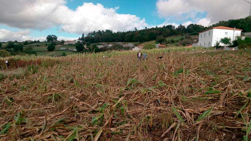 Agricultores proponen en Galicia la contratación de cazadores profesionales para cazar jabalíes