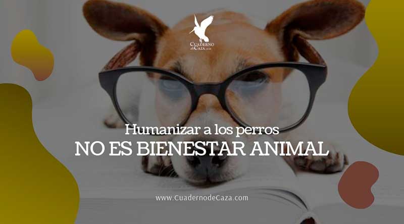 Humanizar a los perros no es bienestar animal