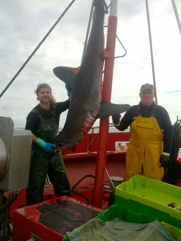 Tiburones del Cantábrico