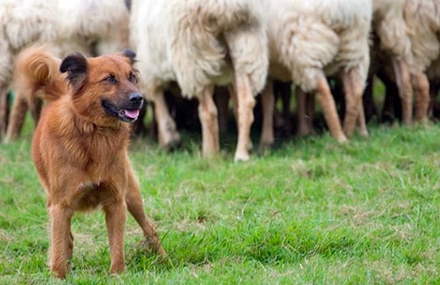 El «perro pastor vasco» una raza maravillosa, y nuestra, en peligro de extinción