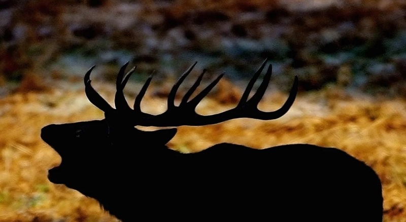 Un ciervo mató al cazador que le había disparado