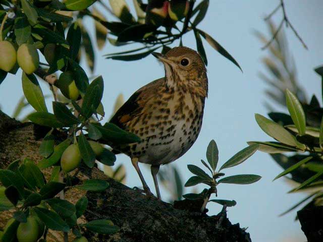 Prohibir la recogida nocturna en olivares para evitar la muerte de aves