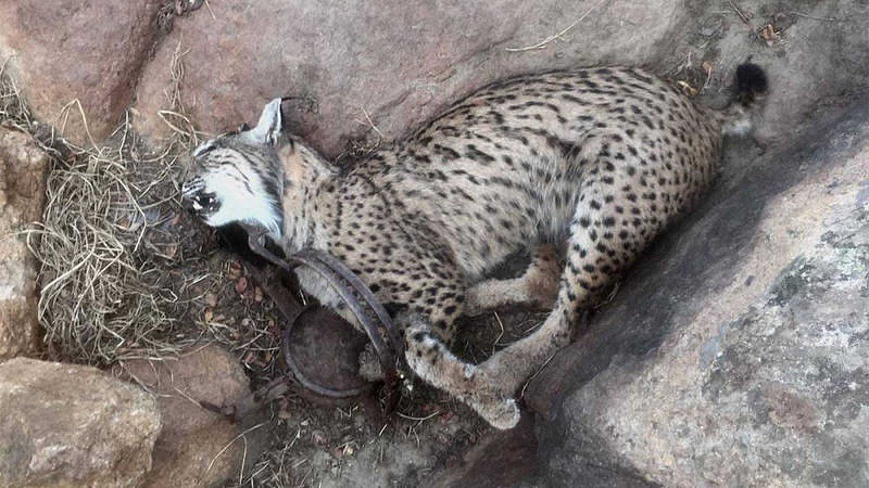 Artemisan se personará como acusación particular en el caso de la muerte de los cuatro linces