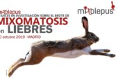 Avances en la investigación sobre el brote de la mixomatosis en liebres