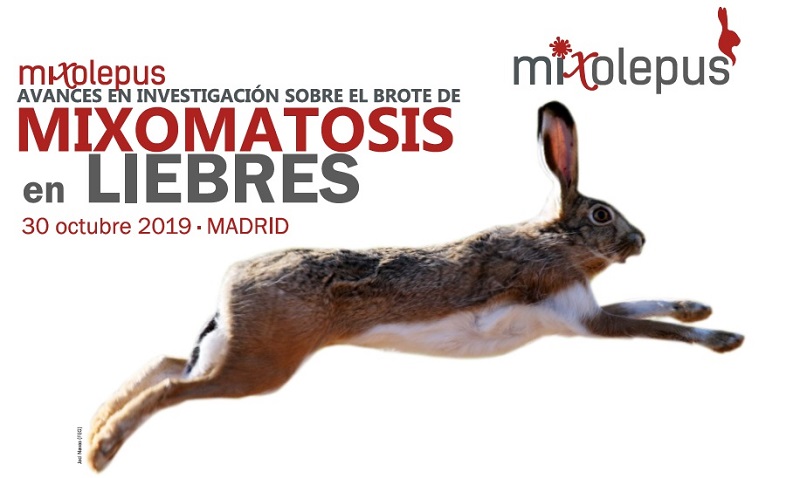 Avances en la investigación sobre el brote de la mixomatosis en liebres