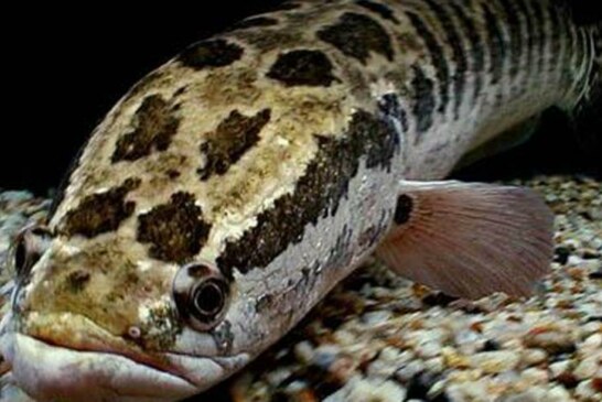 ¿Qué es un pez cabeza de serpiente, de dónde salió y por qué puede respirar fuera del agua?