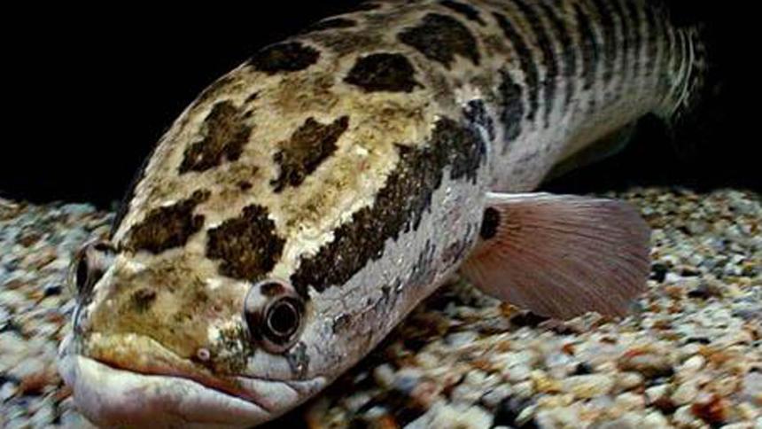 ¿Qué es un pez cabeza de serpiente, de dónde salió y por qué puede respirar fuera del agua?
