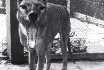 Australia reporta ocho avistamientos recientes del tigre de Tasmania, extinto hace más de 80 años