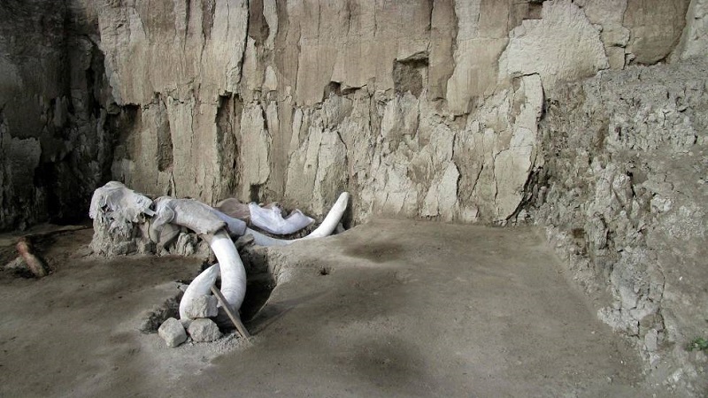 Hallados en México los restos de 14 mamuts en trampas de cazadores