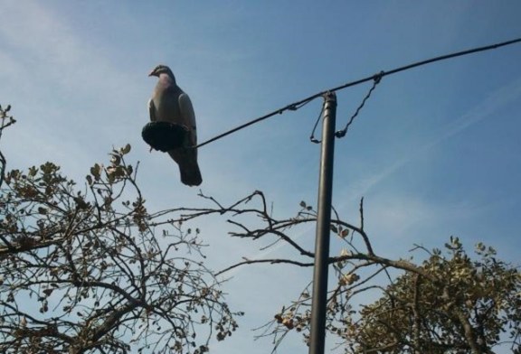 Palomas con Cimbel